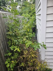 overgrown vegetation